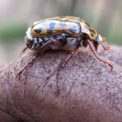 Neorrhina punctatum at Page, ACT - suppressed