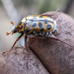 Neorrhina punctatum at Page, ACT - suppressed