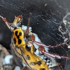 Neorrhina punctatum at Page, ACT - suppressed