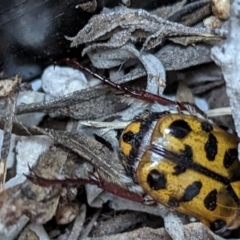 Neorrhina punctatum at Page, ACT - suppressed