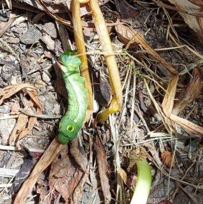 Hippotion celerio (Vine Hawk Moth) at Kambah, ACT - 7 Jan 2023 by GirtsO