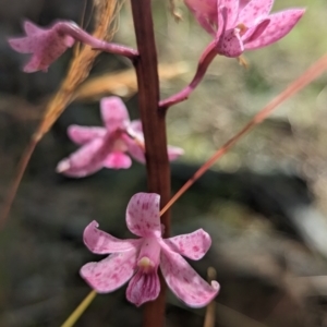 Dipodium roseum at Cotter River, ACT - suppressed