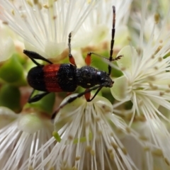 Obrida fascialis (One banded longicorn) at Murrumbateman, NSW - 7 Jan 2023 by SimoneC