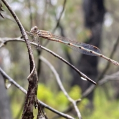 Austrolestes sp. (genus) (Ringtail damselfy) at Bundanoon, NSW - 7 Jan 2023 by GlossyGal