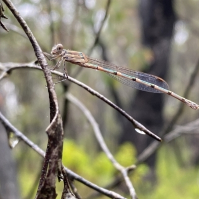 Austrolestes sp. (genus) (Ringtail damselfy) at Bundanoon, NSW - 7 Jan 2023 by GlossyGal