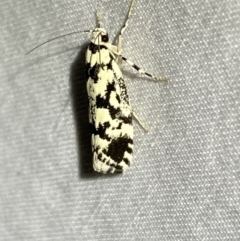 Lichenaula comparella (Double Cross Moth) at Numeralla, NSW - 1 Jan 2023 by Steve_Bok