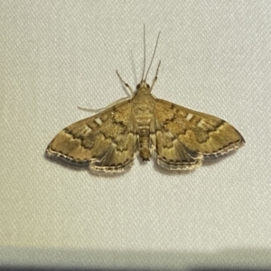 Nacoleia rhoeoalis at Numeralla, NSW - 2 Jan 2023