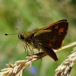 Ocybadistes walkeri at Kambah, ACT - 7 Jan 2023