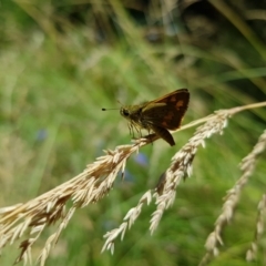 Ocybadistes walkeri at Kambah, ACT - 7 Jan 2023 02:41 PM