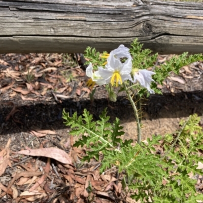 Solanum sisymbriifolium (Sticky Nightshade) at Scullin, ACT - 7 Jan 2023 by MattM