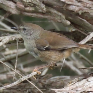 Sericornis frontalis at Fyshwick, ACT - 7 Jan 2023 11:12 AM