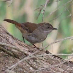 Sericornis frontalis at Fyshwick, ACT - 7 Jan 2023 11:12 AM