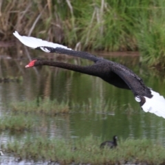 Cygnus atratus (Black Swan) at Jerrabomberra Wetlands - 6 Jan 2023 by RodDeb