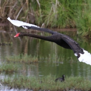 Cygnus atratus at Fyshwick, ACT - 7 Jan 2023 10:41 AM