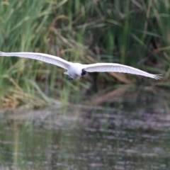 Platalea regia (Royal Spoonbill) at Fyshwick, ACT - 7 Jan 2023 by RodDeb