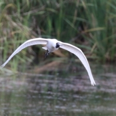 Platalea regia at Fyshwick, ACT - 7 Jan 2023 10:52 AM