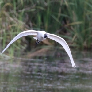 Platalea regia at Fyshwick, ACT - 7 Jan 2023