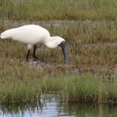 Platalea regia at Fyshwick, ACT - 7 Jan 2023