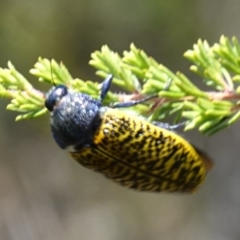 Stigmodera macularia (Macularia jewel beetle) at Vincentia, NSW - 1 Jan 2023 by RobG1