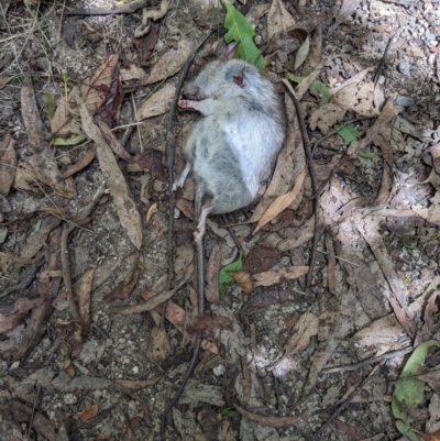 Rattus rattus (Black Rat) at Paddys River, ACT - 7 Jan 2023 by WalterEgo