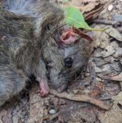 Rattus rattus at Paddys River, ACT - 7 Jan 2023 11:55 AM