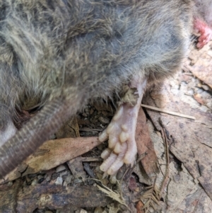 Rattus rattus at Paddys River, ACT - 7 Jan 2023 11:55 AM