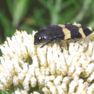 Castiarina bifasciata at Windellama, NSW - 6 Jan 2023