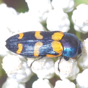 Castiarina livida at Towrang, NSW - 7 Jan 2023