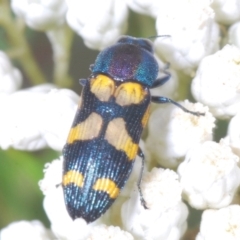 Castiarina livida at Towrang, NSW - 7 Jan 2023