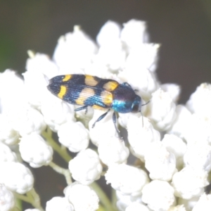 Castiarina livida at Towrang, NSW - 7 Jan 2023