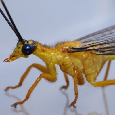 Unverified Lacewing (Neuroptera) at  - suppressed by TimL