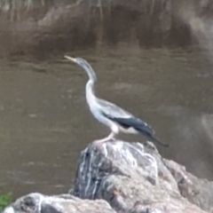 Anhinga novaehollandiae at Molonglo Valley, ACT - 6 Jan 2023