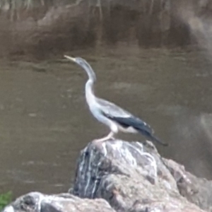 Anhinga novaehollandiae at Molonglo Valley, ACT - 6 Jan 2023