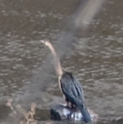 Anhinga novaehollandiae at Molonglo Valley, ACT - 6 Jan 2023