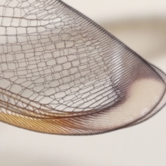 Unverified Lacewing (Neuroptera) by TimL