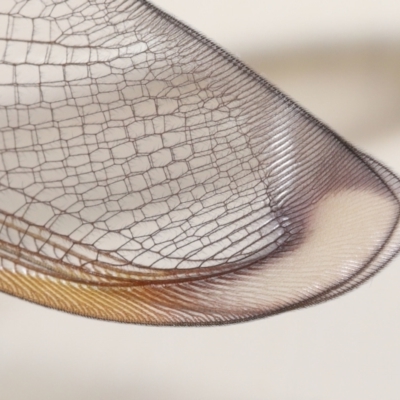 Unverified Lacewing (Neuroptera) at  - suppressed by TimL