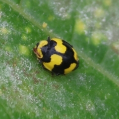 Illeis galbula (Fungus-eating Ladybird) at Pambula, NSW - 2 Jan 2023 by KylieWaldon