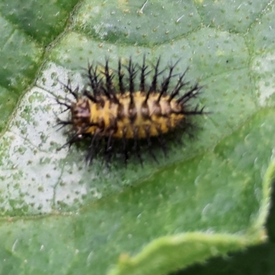 Epilachna sp. (genus) (a ladybird beetle) at Pambula, NSW - 2 Jan 2023 by KylieWaldon