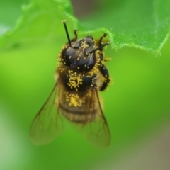 Apiformes (informal group) (Unidentified bee) at Pambula, NSW - 3 Jan 2023 by KylieWaldon
