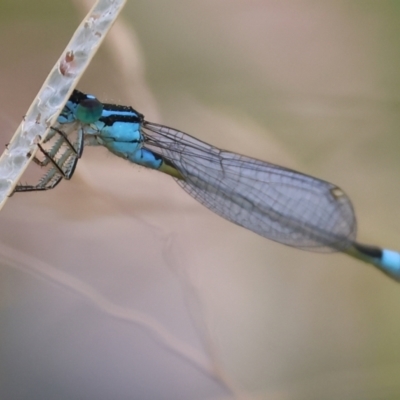 Ischnura heterosticta (Common Bluetail Damselfly) at Pambula, NSW - 2 Jan 2023 by KylieWaldon