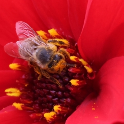 Unidentified Bee (Hymenoptera, Apiformes) at Pambula, NSW - 2 Jan 2023 by KylieWaldon