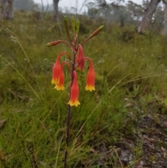 Blandfordia nobilis (Christmas Bells) at Bundanoon, NSW - 6 Jan 2023 by Aussiegall