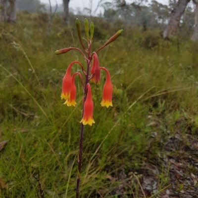 Blandfordia nobilis (Christmas Bells) at Bundanoon, NSW - 7 Jan 2023 by Aussiegall