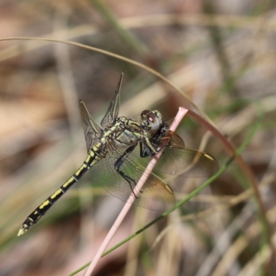 Orthetrum caledonicum (Blue Skimmer) at Mount Painter - 7 Jan 2023 by Tammy