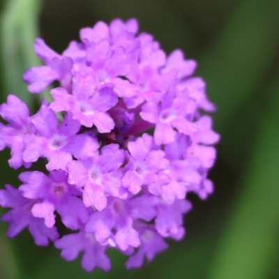 Verbena rigida (Veined Verbena) at Rocky Hall, NSW - 1 Jan 2023 by KylieWaldon