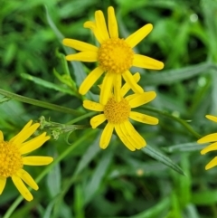 Senecio madagascariensis (Madagascan Fireweed, Fireweed) at Bowral, NSW - 7 Jan 2023 by trevorpreston