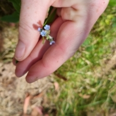 Cynoglossum australe (Australian Forget-me-not) at Bungendore, NSW - 7 Jan 2023 by clarehoneydove