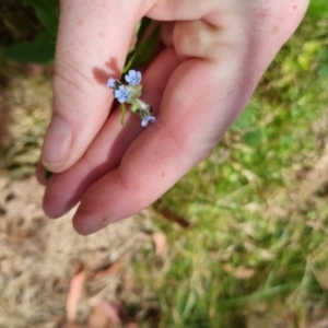 Cynoglossum australe at Bungendore, NSW - 7 Jan 2023