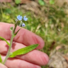 Cynoglossum australe at Bungendore, NSW - 7 Jan 2023 02:02 PM