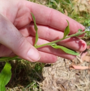 Cynoglossum australe at Bungendore, NSW - 7 Jan 2023